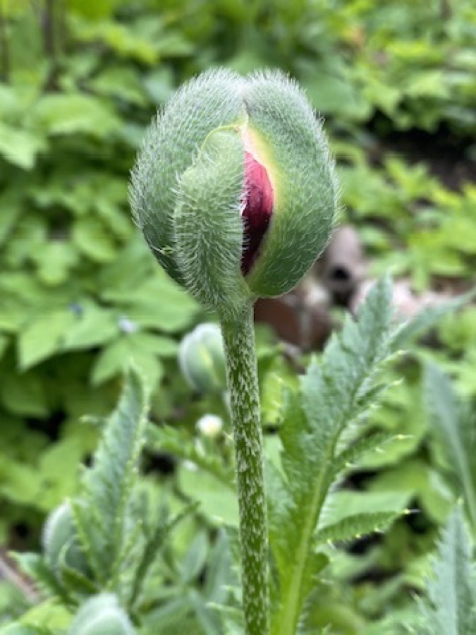 Mohnknospe – im Werden