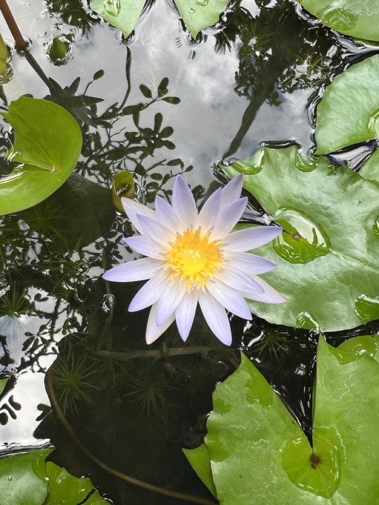 Seerose – Stille und Tiefe
